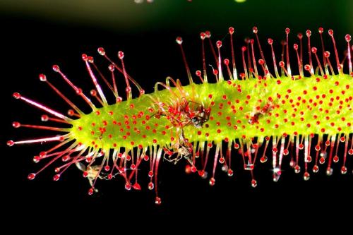 Drosera cazando