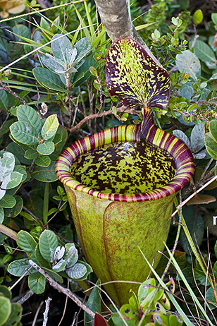 Nepenthes attenboroughii gigante