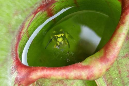Nepenthes cazando