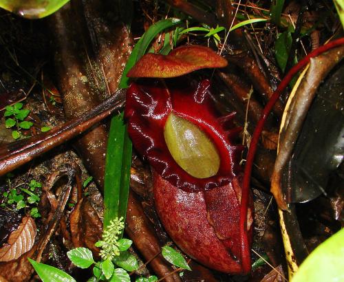Nepenthes rajah gigante