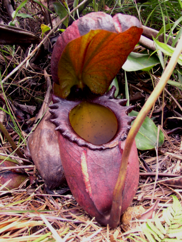 Nepenthes rajah copia