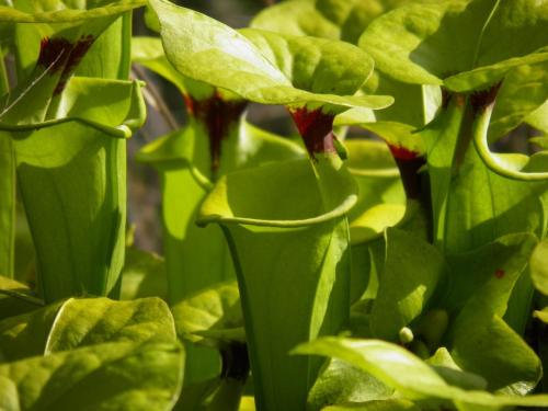 Sarracenia Flava gigante