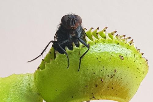 Venus atrapa mosca