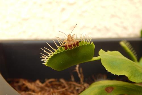 Venus comiendo