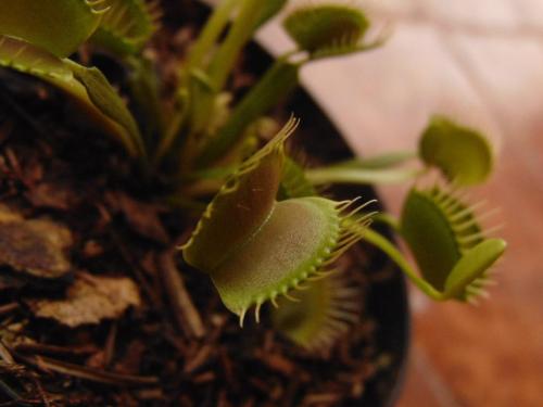 Foto de una dionaea verde