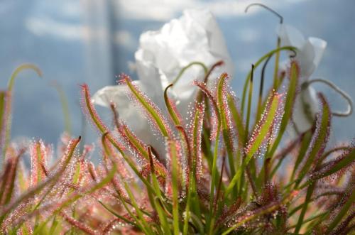 Drosera