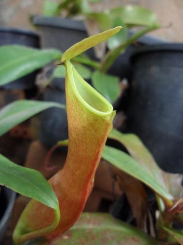 Nepenthes