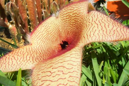 Stapelia gigante