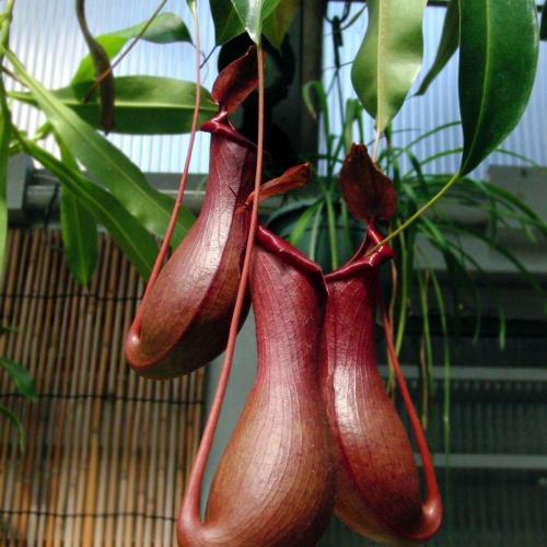 Nepenthes