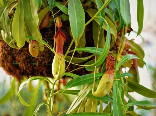 Nepenthes