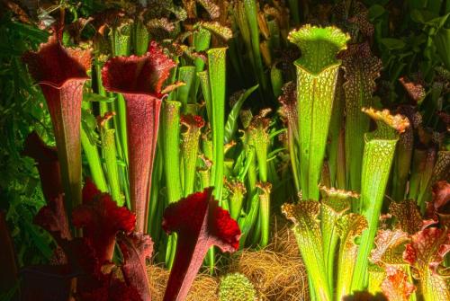 Cuidados de la Sarracenia