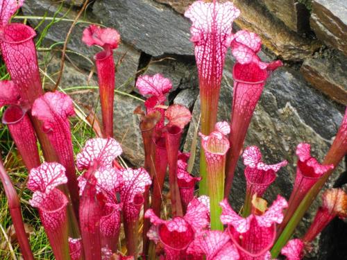 Sarracenia