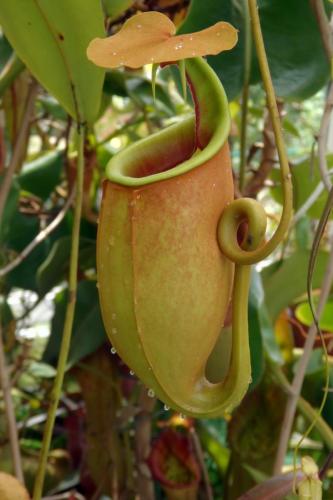 Nepenthes gigante