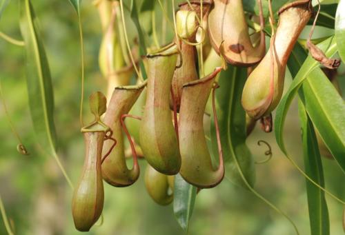 Nepenthes