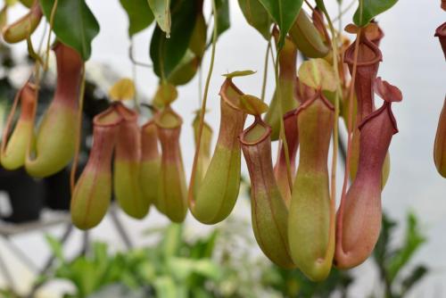 Nepenthes