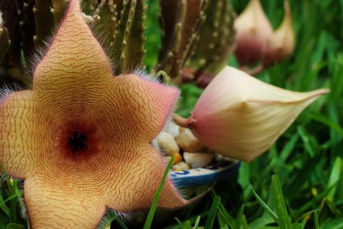 Stapelia gigante